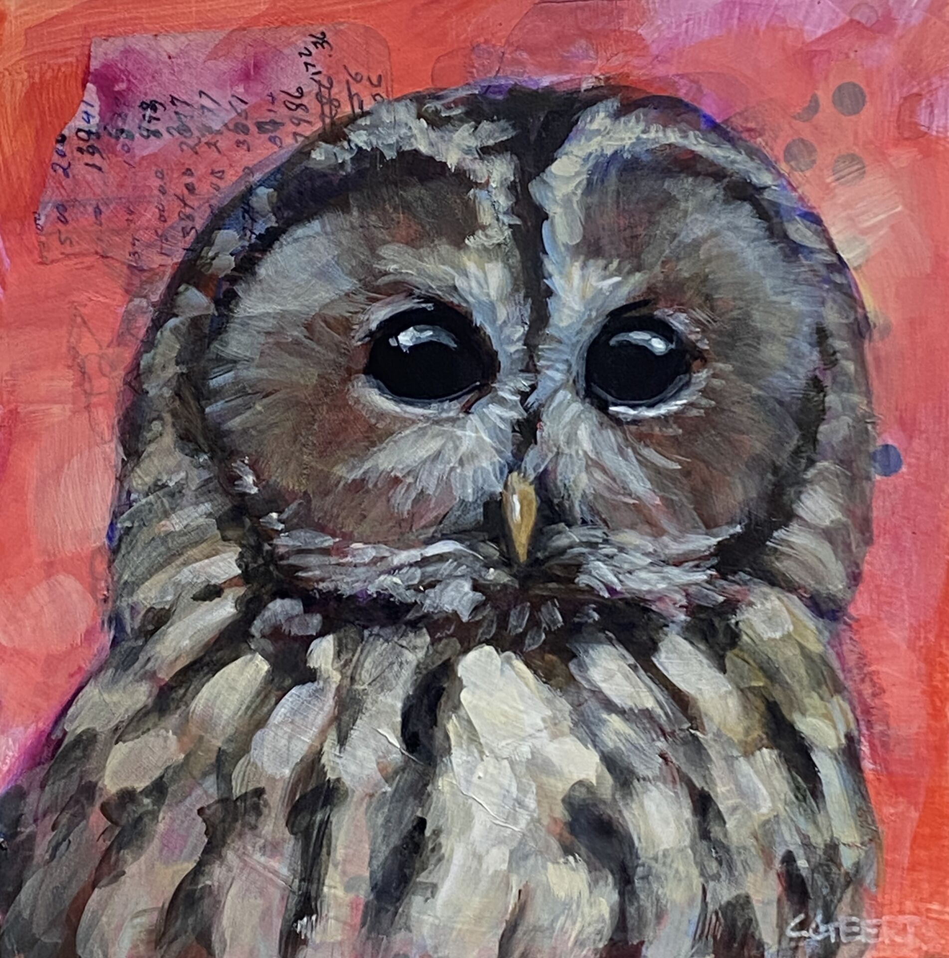 Tawny Owl