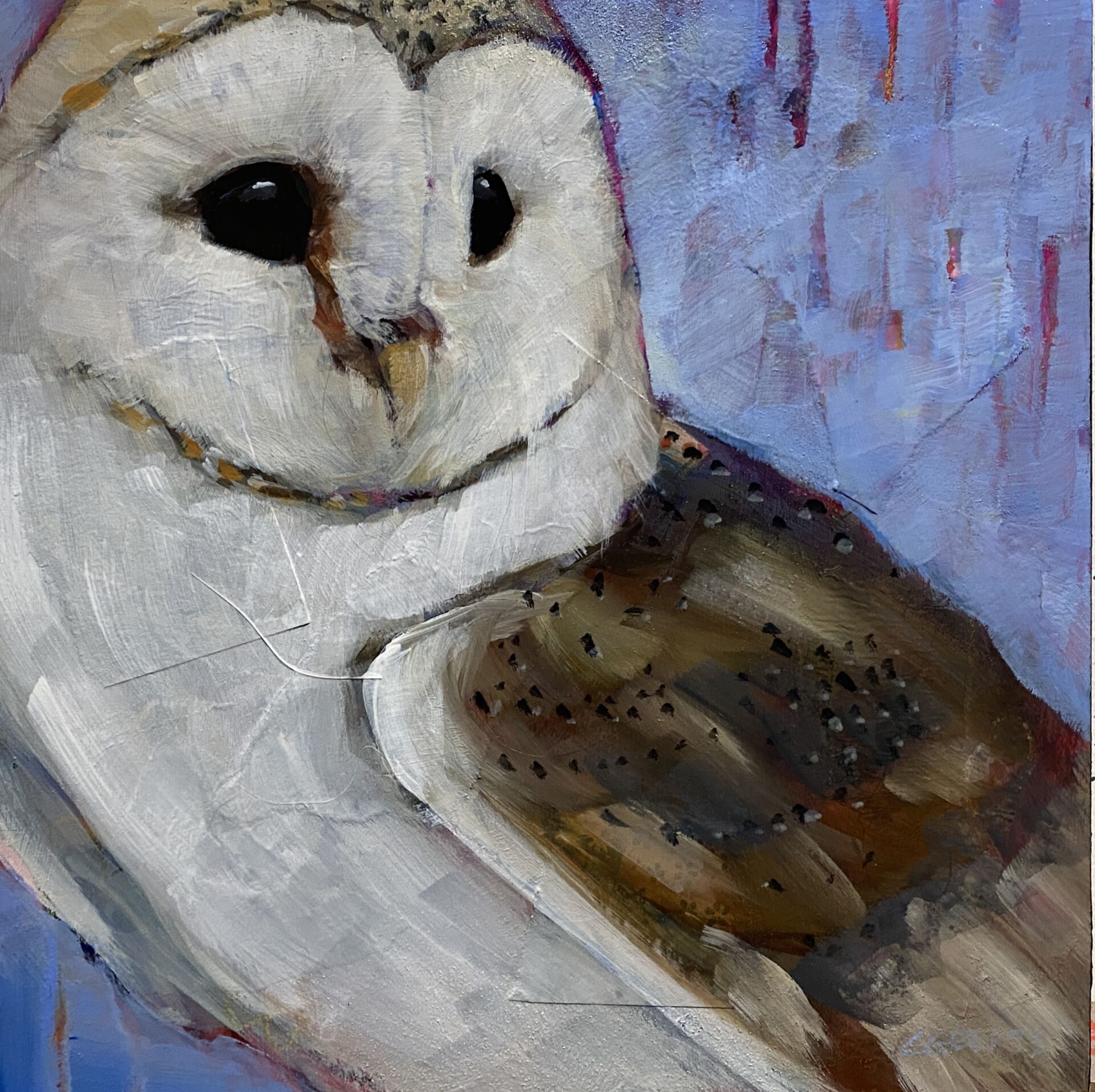 Barn Owl